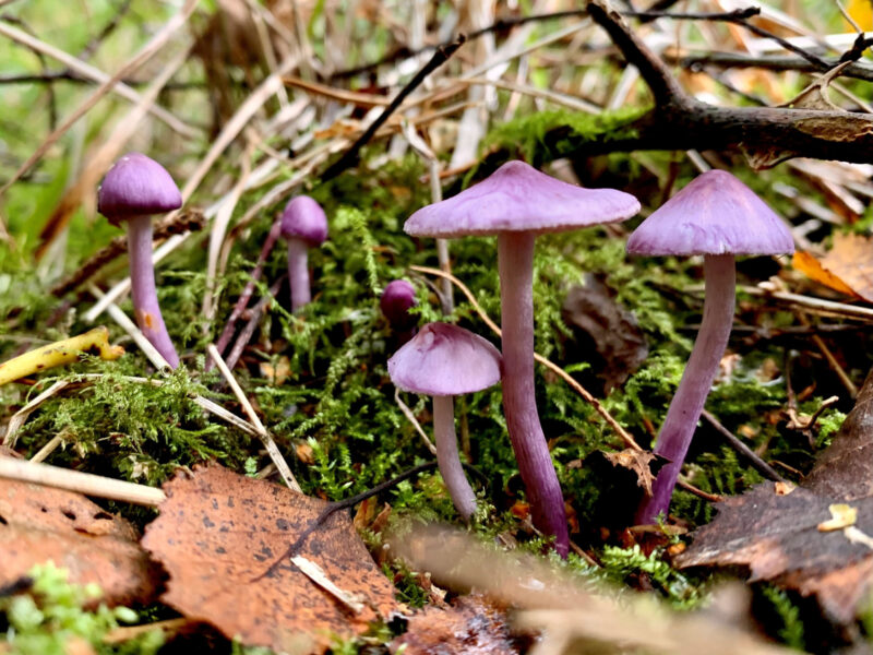 Amethyst deceiver fungi