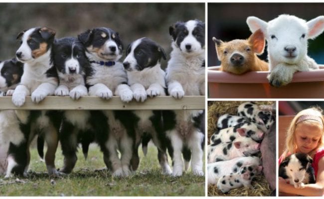 Puppies, pigs ad sheep all posing for the camera