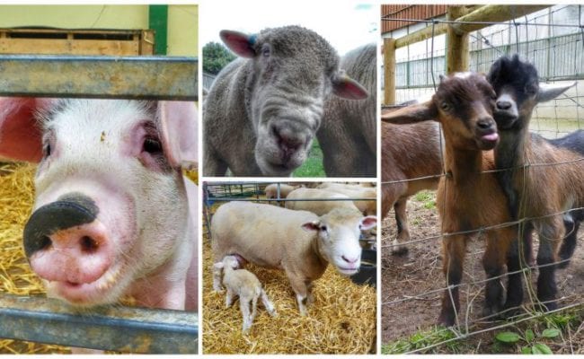 Goats sticking their tongues out, pigs and sheep all interacting with visitors