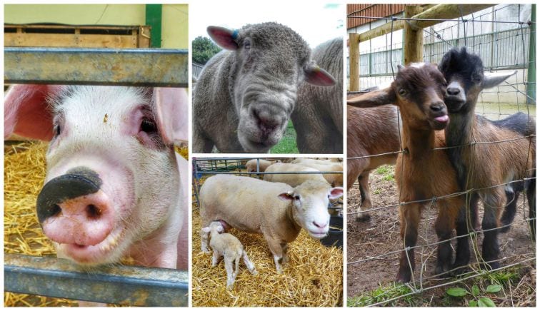 Goats sticking their tongues out, pigs and sheep all interacting with visitors