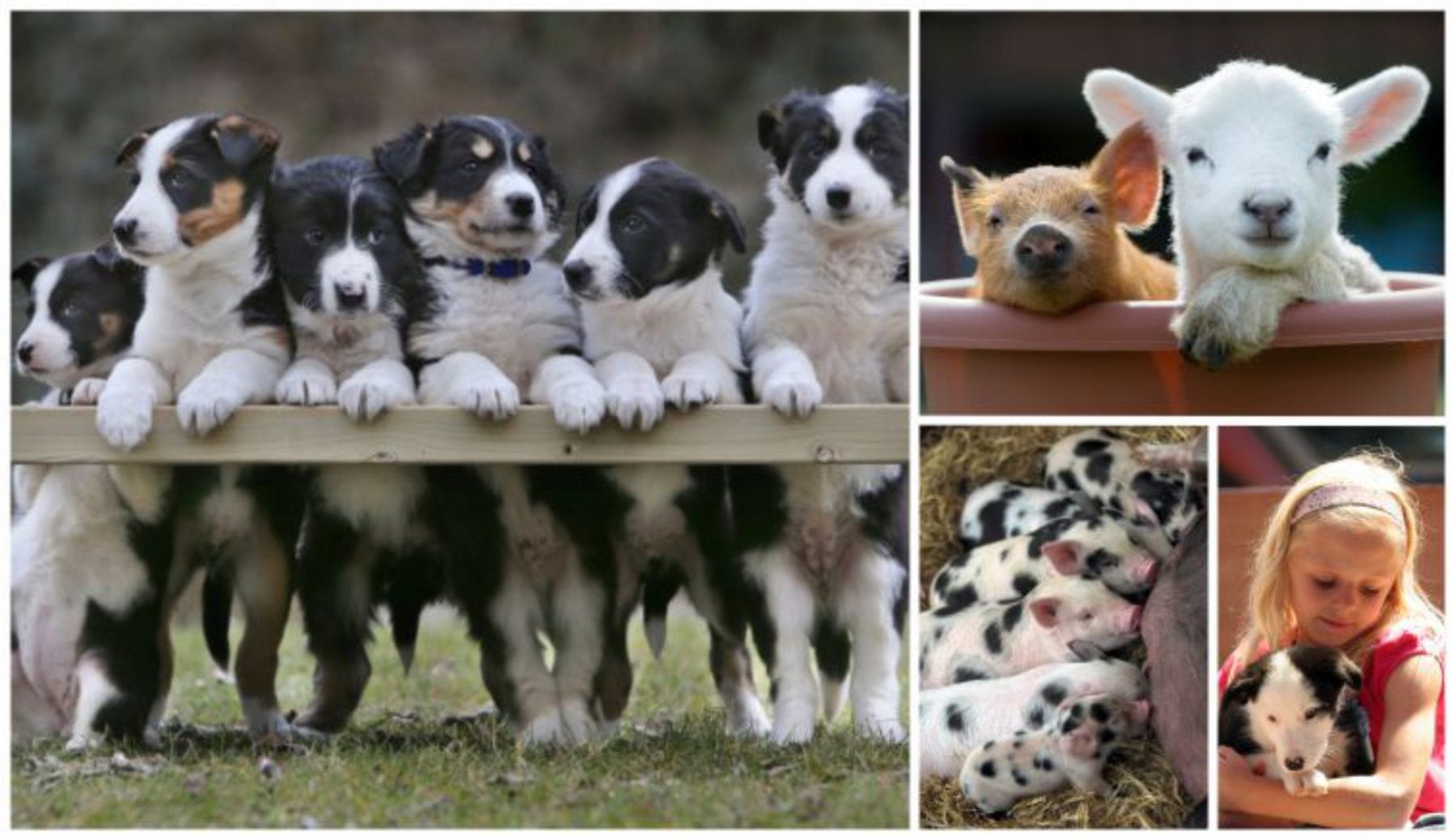 Puppies, pigs ad sheep all posing for the camera