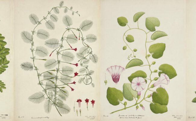 botanical drawings