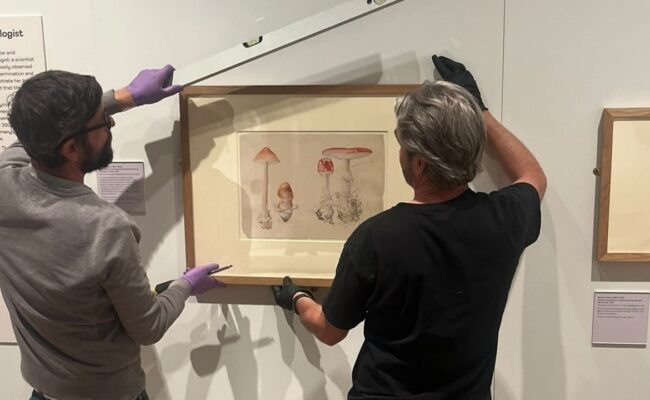 two men with their backs turned working towards installing a framed Beatrix Potter illustration of mushrooms.