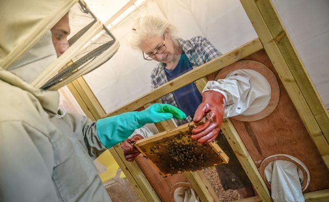 Bee keeping demo at quince honey farm