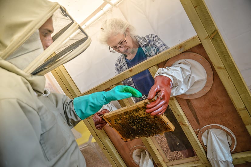 Bee keeping demo at quince honey farm