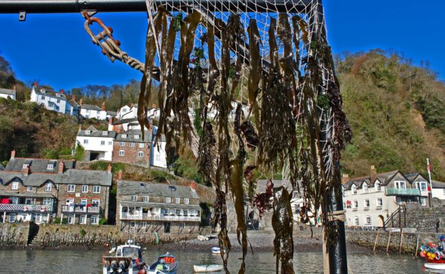 seaweed festival at Clovelly
