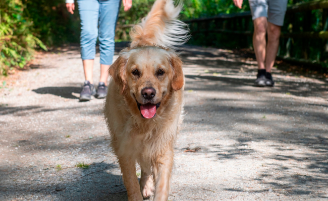 Dog walking towards the camera