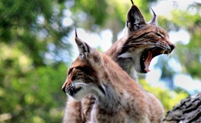 Wildwood Escot animal