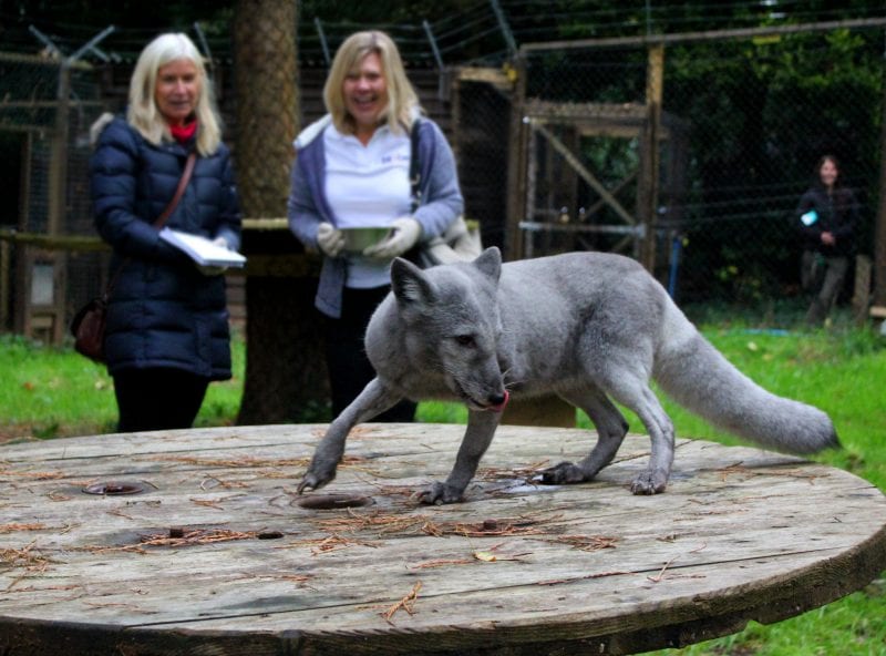 Wildwood Escot Artic Fox feeding experience