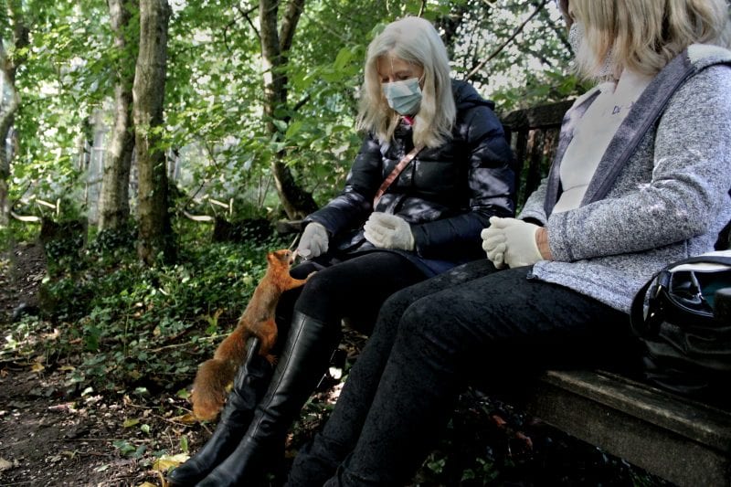  Wildwood Escot Feeding red squirrels