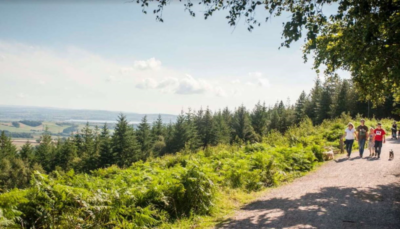 Walking at Haldon Forest