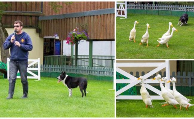 groups of ducks waddling round with a sheep dog