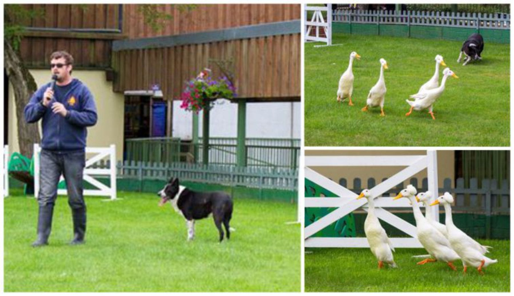 groups of ducks waddling round with a sheep dog