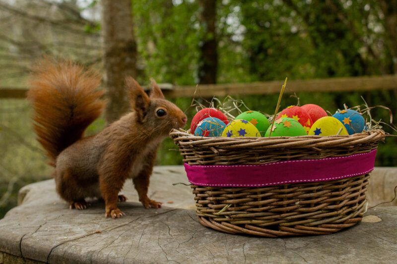 Red Squirrel with Easter treats at Wildwood Devon