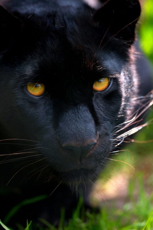 Ebony - Exmoor zoo black panther 