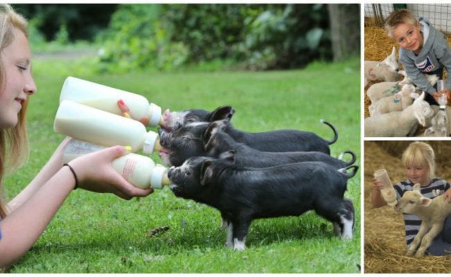 Lambs and piglets being bottle fed by children