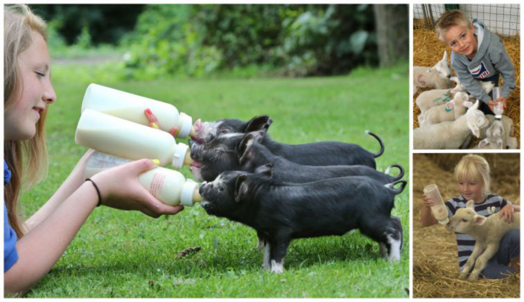 Lambs and piglets being bottle fed by children