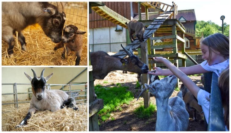 Children feeding baby goats