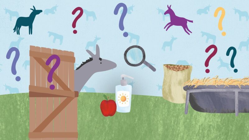 illustrated donkey behind stable door on a blue background surrounded by donkey care items and question marks