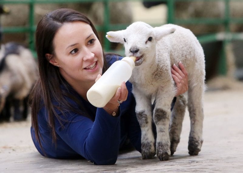 Big Sheep Live Lambing