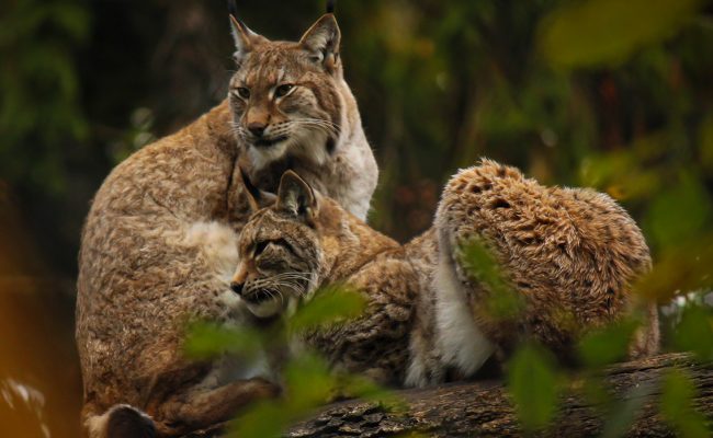 Lynx at Wildwood Devon