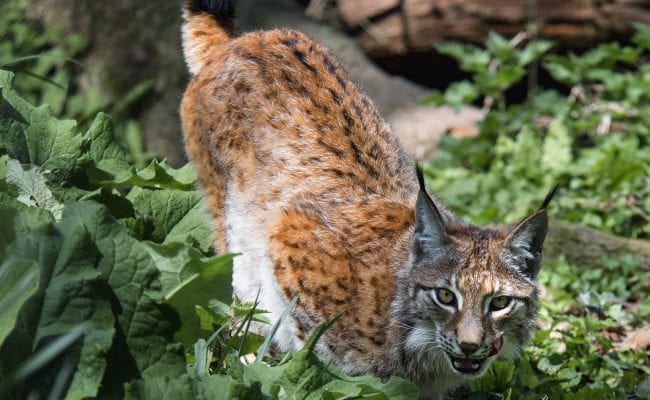 Lynx at Wildwood Devon