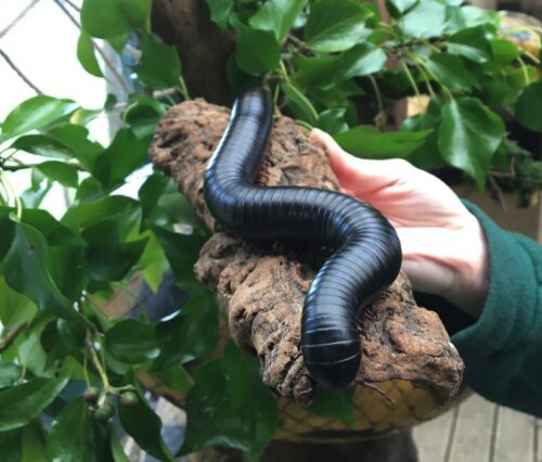 millipede Exmoor Zoo at Rosemoor