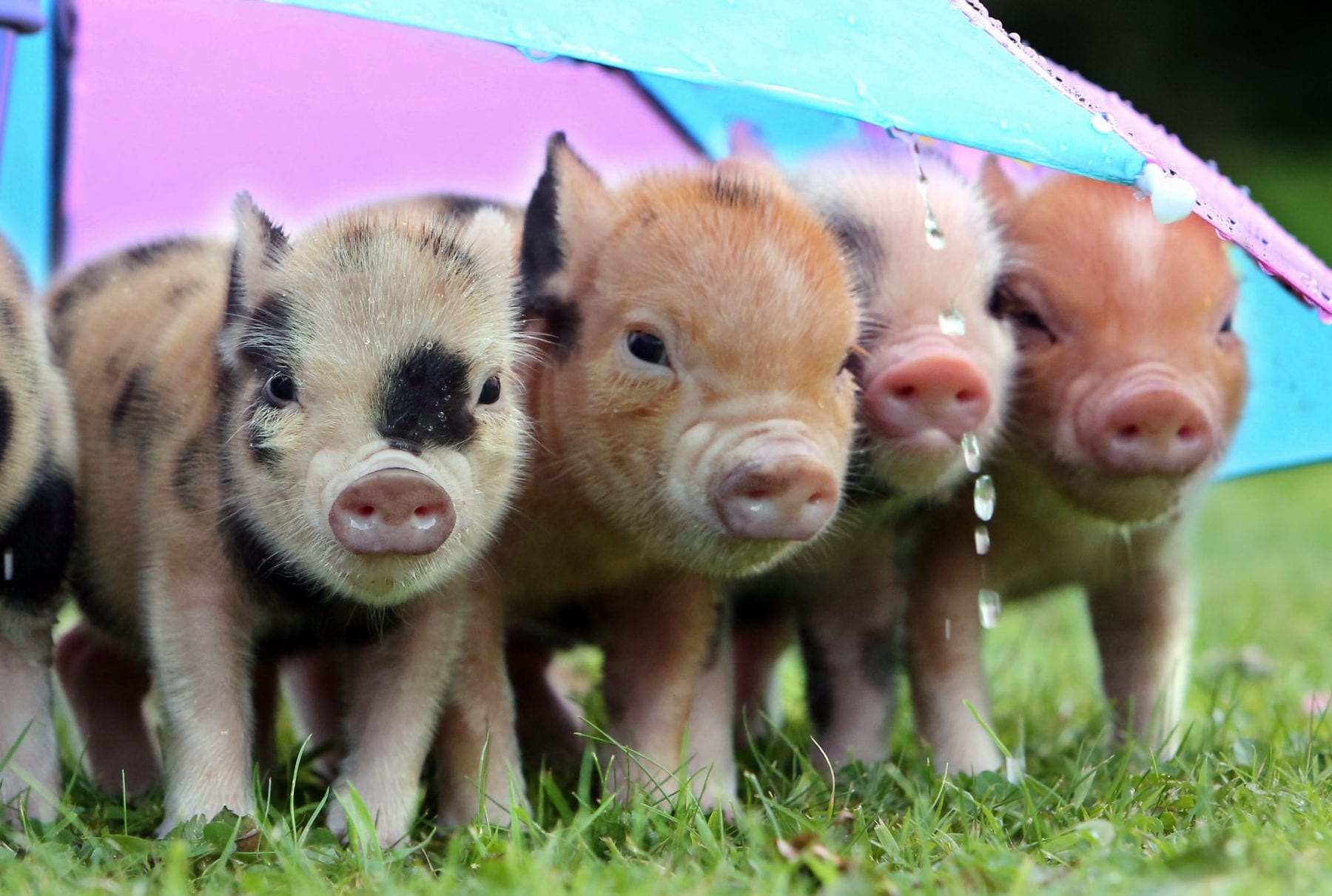 Pennywell Farm Best Things To Do in Devon 2021