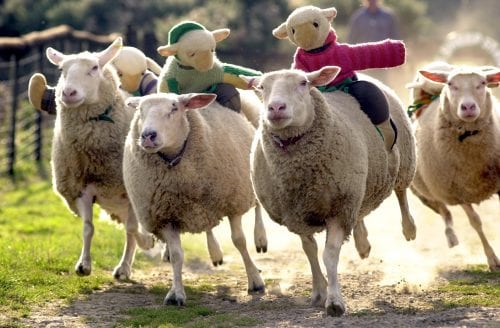 Sheep racing at the Big Sheep