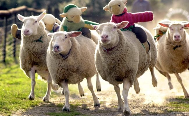 Sheep racing at the Big Sheep