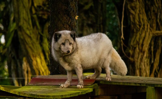 Arctic Fox at Wildwood Escot