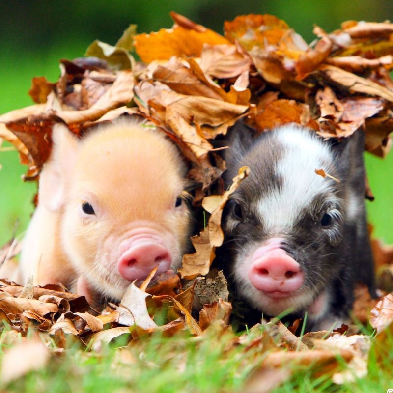 pennywell pigs in autumn