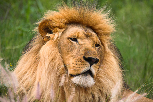 Paignton Zoo Lion