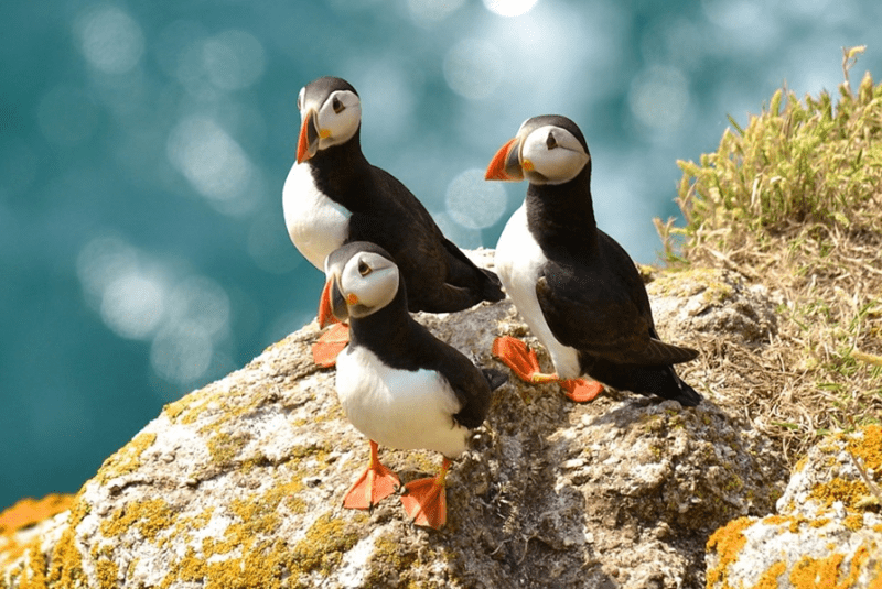 Lundy Island Puffins