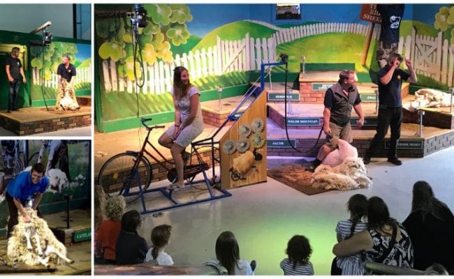 show educating people on sheering of sheep