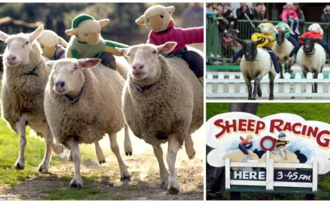 sheep racing with mini toy sheep on their backs