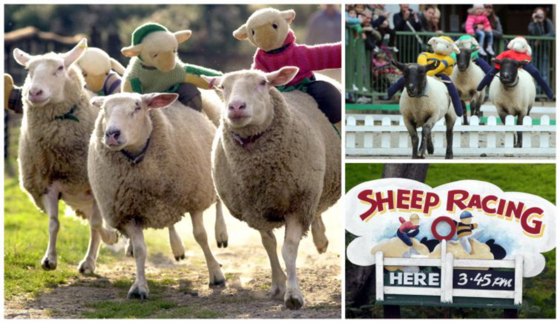 sheep racing with mini toy sheep on their backs