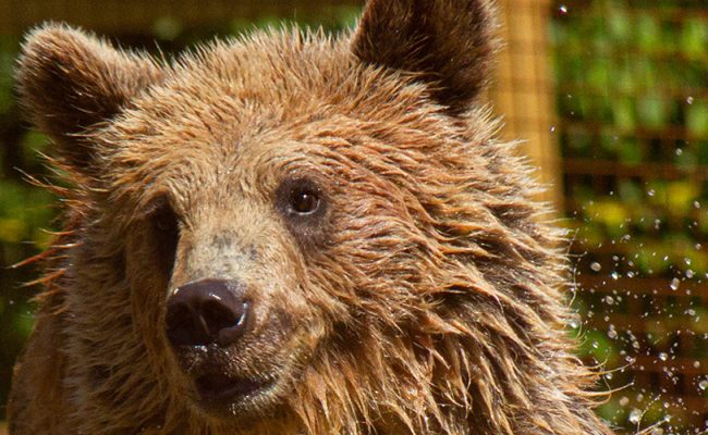 Mish, one of two bears at Wildwood Devon