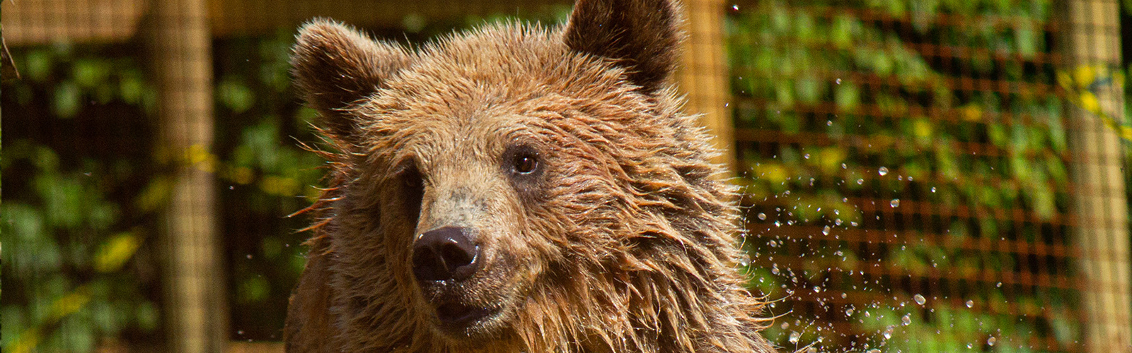 Mish, one of two bears at Wildwood Devon