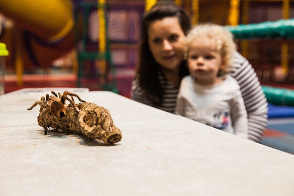 Tarantula crawling on log