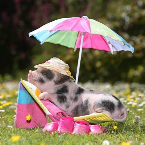 sunshine piggy at Pennywell Farm
