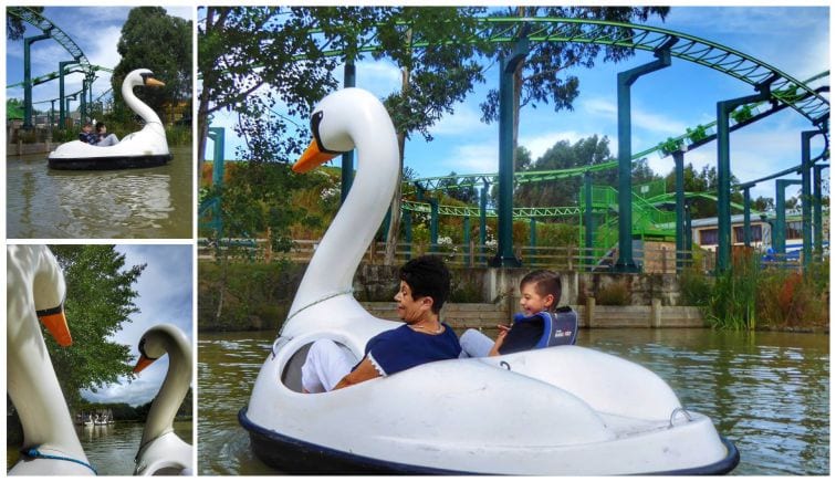 Swan pedlar activity