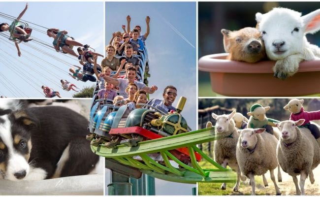 A montage of things to do at the big sheep