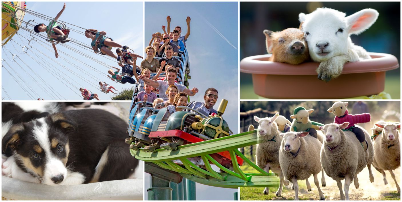 A montage of things to do at the big sheep