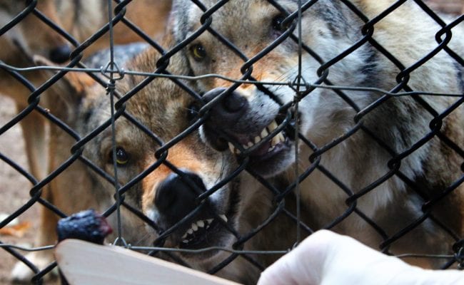 Wildwood Escot Feeding Wolves experience