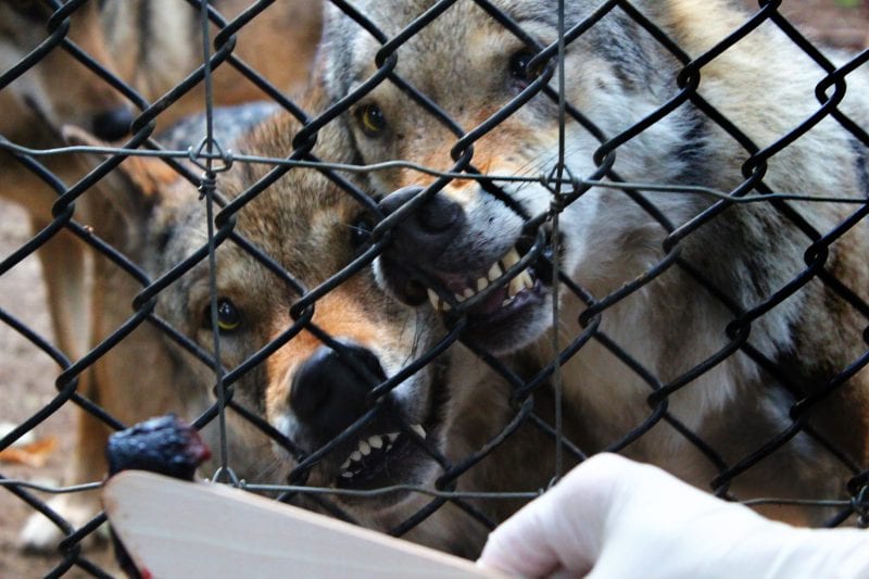 Wildwood Escot Feeding Wolves experience