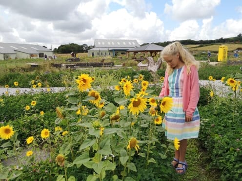 Quince honey Farm sunflower pic