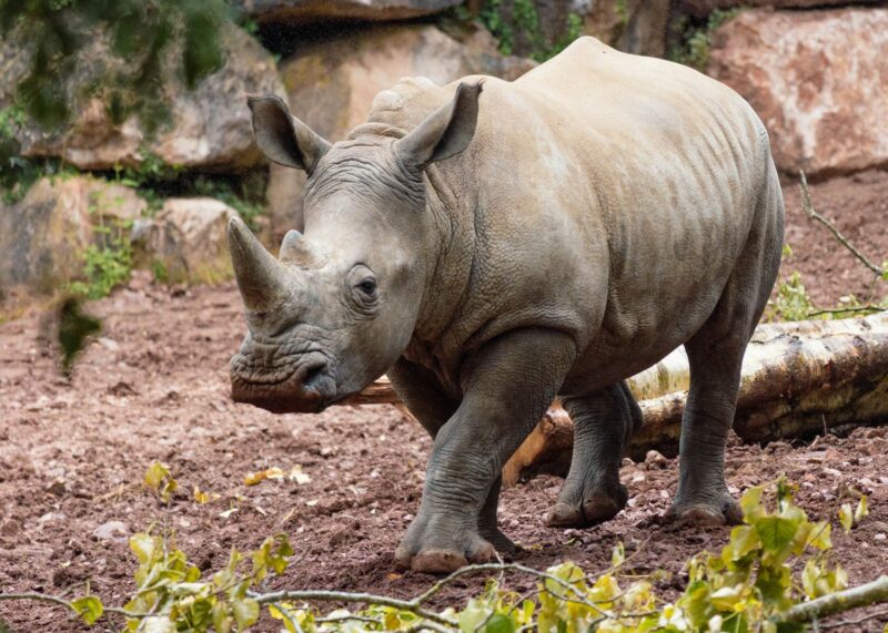 Rhino at Paignton Zoo