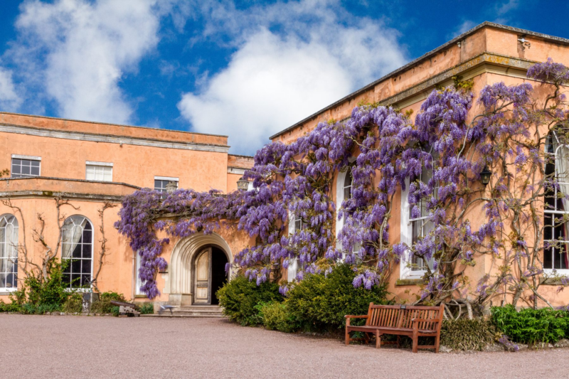 wisteria at Killerton