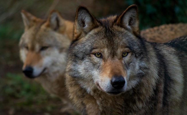 Wolves at Wildwood Devon